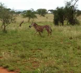 Sarova Salt Lick Game Lodge