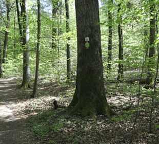 Wanderweg Hochgehwachsen