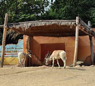 Zoo Hannover