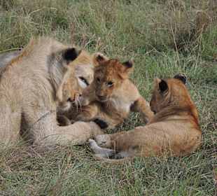 Masai Mara Safari 