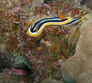 Direkt am Hausriff beim Schnorcheln aufgenommen