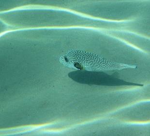 Пятнистый кузовок