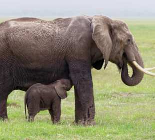 So viele Elefanten im Amboseli Park