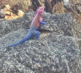 Bunte Echse hoch auf dem Aussichtspunkt Serengeti 