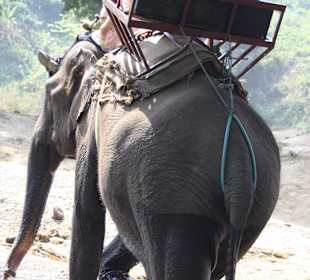 Ein Elefantenritt muß sein
