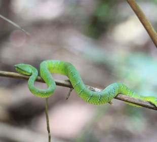 Grüne Viper
