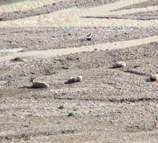 Denali National Park