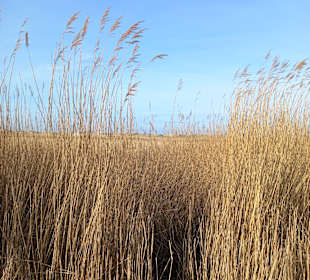 Wandern St. Peter-Ording