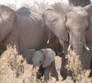Etosha