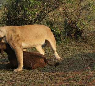 Man warum bist Du so schwer