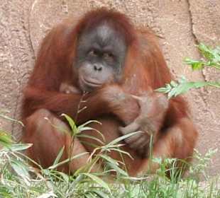 im ZOO