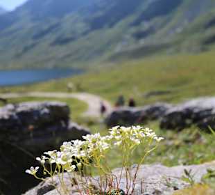 Giglachseen
