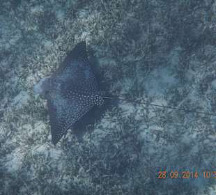 Wunderschöner Adlerrochen  