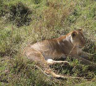 Löwin Massai Mara