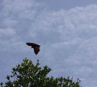 Tiere auf Mangrovenfahrt
