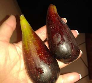 Frische Feigen vom Baum