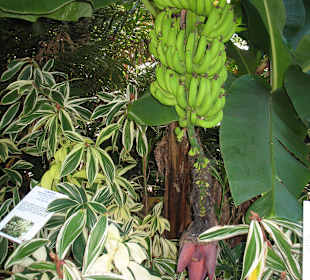 Bananenstaude