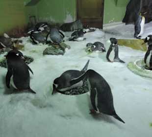 Besonders die Kinder hatten viel Spaß