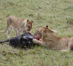 Julius Tact / JT Safaris