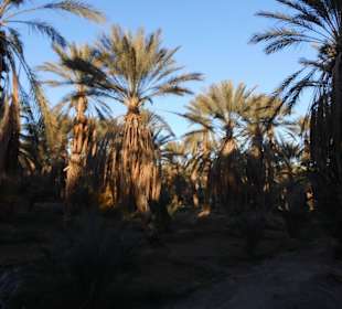 Palmenoase / Datteln in Tunesien