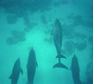 Delfintour