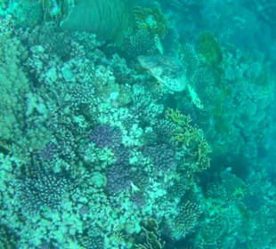 Schnorcheln Marsa Alam