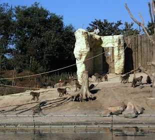 Zoom Erlebniswelt Gelsenkirchen - Die Tiere