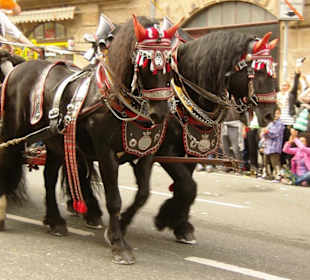 Fanfaren- und Spielmannszug Hofheim