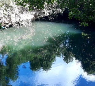 Mnarani Marine Schildkröten Conservation