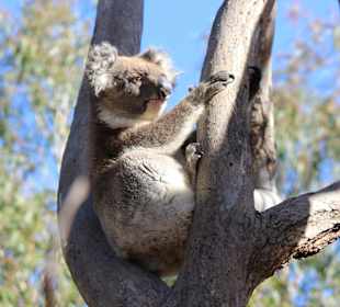 Koala im Yanchep NP