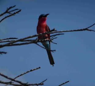 Krüger Nationalpark