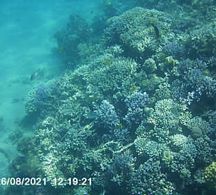 Schnorcheln Makadi Bay