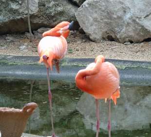 Xaman Ha Bird Park