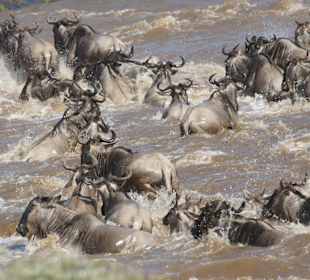Das Wasser kocht vor Gnus