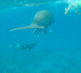 Dugong Ägypten-Marsa Alam Ausflüge 