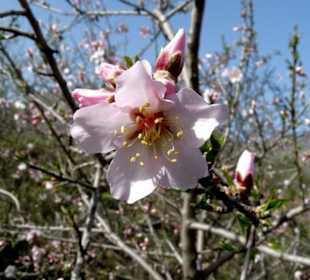 Mandelblüte