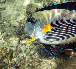 Korallenriff am Hotel