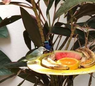 Key West Butterfly & Nature Conservatory