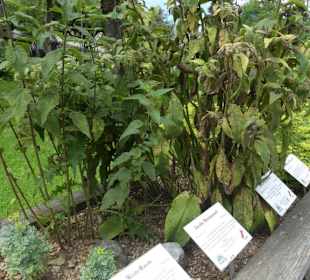 Kräutergarten