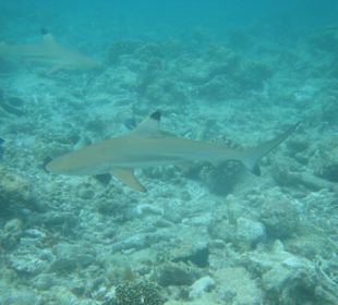 Haie beim Schnorcheln