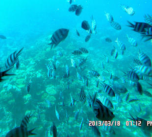 Коралловый риф