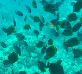 Die Fische vom Riff
