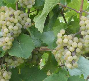 Weinanbau am Rüdesheimer Berg