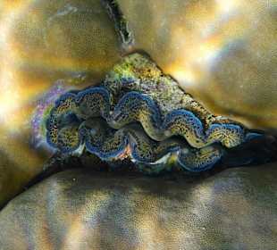 Schnorcheln Raja Ampat