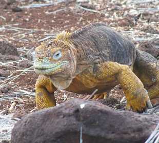 Наземная игуана