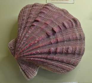 Rundgang durch das Muschelmuseum Wremen