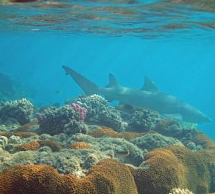 Abgang vom BABY!-Riff