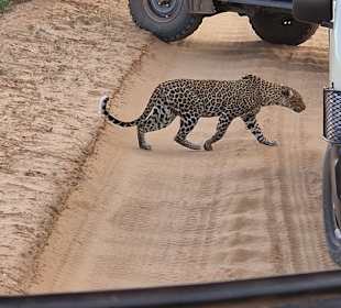 Leopard läuft zwischen den Autos durch