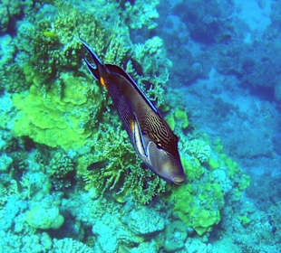 Schnorcheln am Hausriff