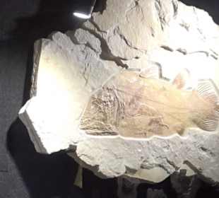 Dinosaurier Museum Altmühltal